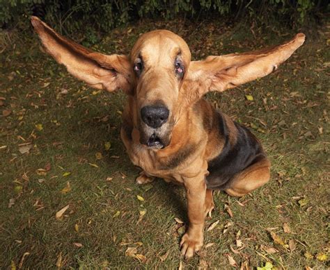 perro orejon - dia mundial del perro
